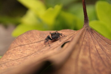Jumping spider