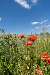 A summer meadow full of flowers