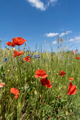 Obraz premium Letnia łąka pełna kwiatów