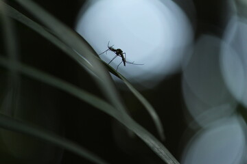 Mosquito