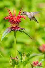 Ruby throated hummingbird flying over red bee balm flower blooming in garden