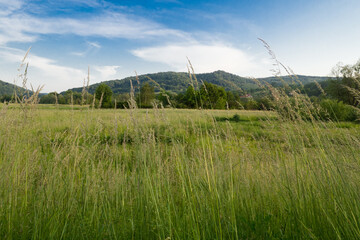Fototapeta na wymiar Low Beskids mointain landscape behind high grass blades