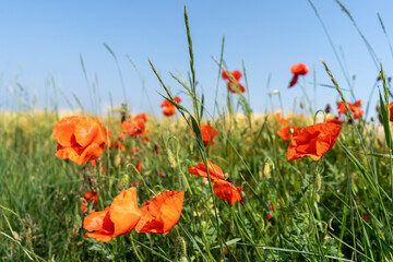 Red poppies in a field by the road