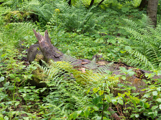 Old rotten tree between ferns in the forest