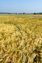 Close up of a cornfield against a field background on a beautiful summer day.