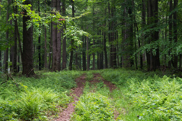 Old way in the beech forest