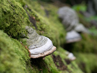 Bracket fungus on the mossy tree