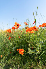 Red poppies in the field