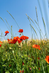 Red poppies in the field