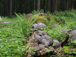 Ferns and dead tree with polypores. Wild forest undergrowth.