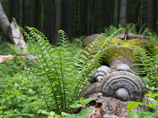 Ferns and bracket fungus in the wild forest.