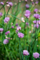 Blooming lilac onion flowers on a blurred green background.