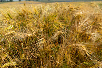Fototapeta premium Close up of a cornfield against a field background on a beautiful summer day.