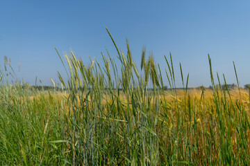 Close up of a cornfield against a field background on a beautiful summer day.