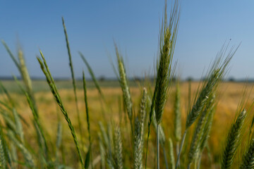 Close up of a cornfield against a field background on a beautiful summer day.