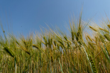 Close up of a cornfield against a field background on a beautiful summer day.
