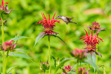 Ruby throated hummingbird flying over red bee balm flower blooming in garden