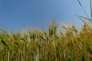 Close up of a cornfield against a field background on a beautiful summer day.