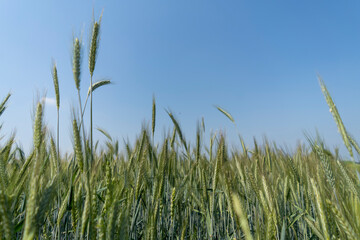Fototapeta premium Close up of a cornfield against a field background on a beautiful summer day.