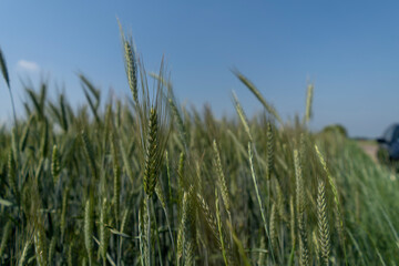 Close up of a cornfield against a field background on a beautiful summer day.