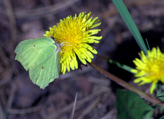 Latolistek cytrynek © Krzysztof