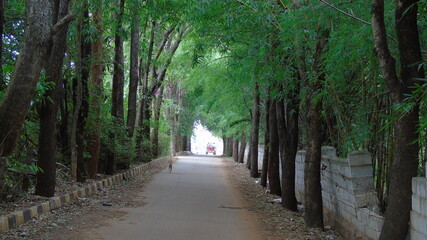 Fototapeta premium path in the park