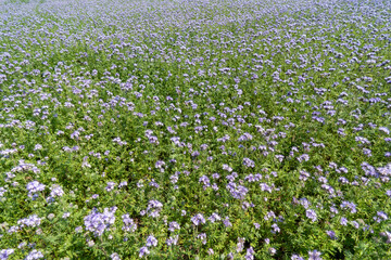 Fototapeta premium Violet phacelia flowers