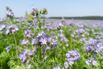 Violet phacelia flowers