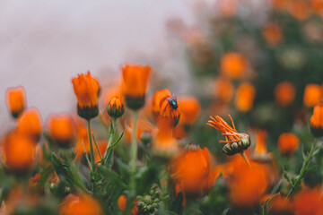 Fly on the orange flower.