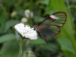 butterfly on a flower