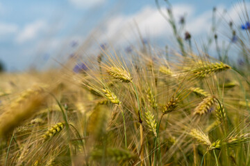 Ripe gooseberries on the bush