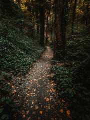 Landscape photo of wooden stairs in forest on rainy day. Beautiful dark and moody scenic pov view on old wooden path (way) crossing the forest - moody and folk toned photo. Jungle road with leafs.