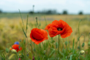 Obraz premium Red poppies in the field