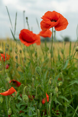 Red poppies in the field