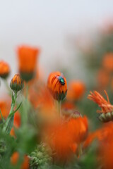 Fly on the orange flower.
