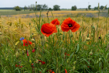 Obraz premium Summer field meadow