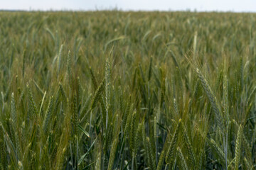 Close up of barley ear with green field on the background