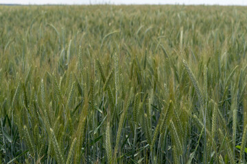 Close up of barley ear with green field on the background