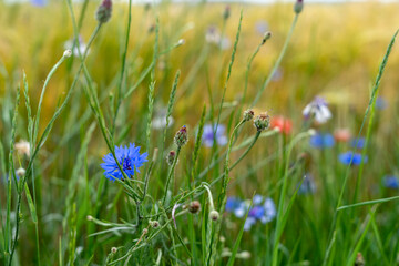Summer field meadow