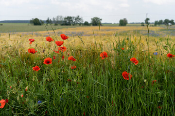 Red poppies in the field