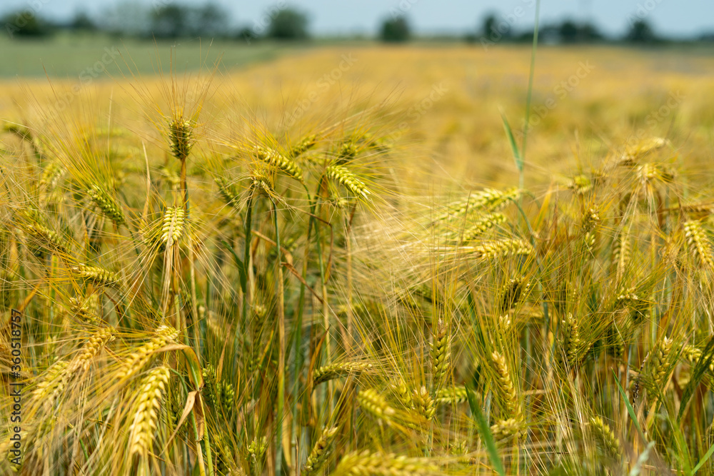 Wall mural Panorama of wheat field. Background of ripening ears of wheat field. Beautiful Nature Landscape. 