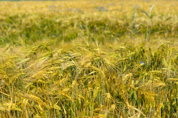 Panorama of wheat field. Background of ripening ears of wheat field. Beautiful Nature Landscape. 
