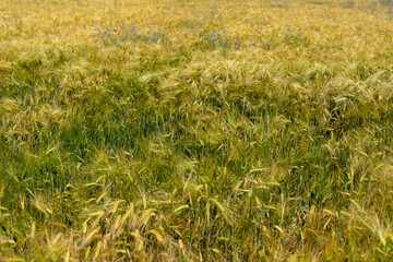 Panorama of wheat field. Background of ripening ears of wheat field. Beautiful Nature Landscape. 