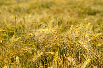Panorama of wheat field. Background of ripening ears of wheat field. Beautiful Nature Landscape. 
