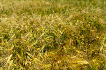 Panorama of wheat field. Background of ripening ears of wheat field. Beautiful Nature Landscape. 