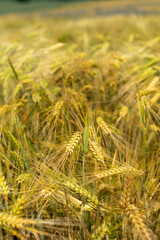 Fototapeta premium Panorama of wheat field. Background of ripening ears of wheat field. Beautiful Nature Landscape. 