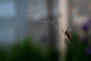 Little spider in web on blurry background.