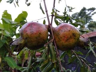 pomegranate on tree