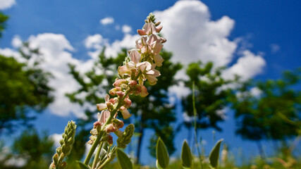 Colorful spring and summer flowers. Cloudy, blue sky and flowers.