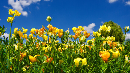 Colorful spring and summer flowers. Cloudy, blue sky and flowers.